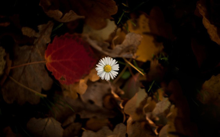 Tạo danh ngôn về cuộc sống online