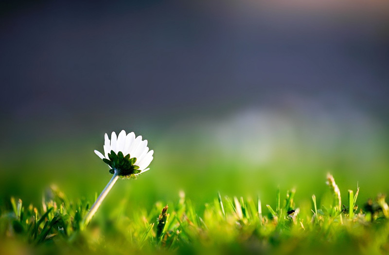 Tạo danh ngôn về cuộc sống online