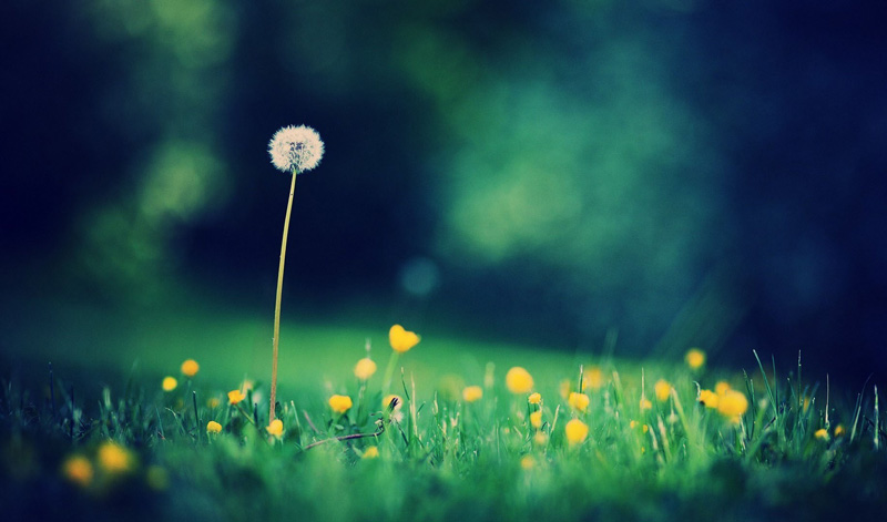 Tạo danh ngôn về cuộc sống online